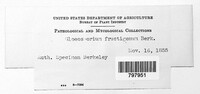 Colletotrichum gloeosporioides image